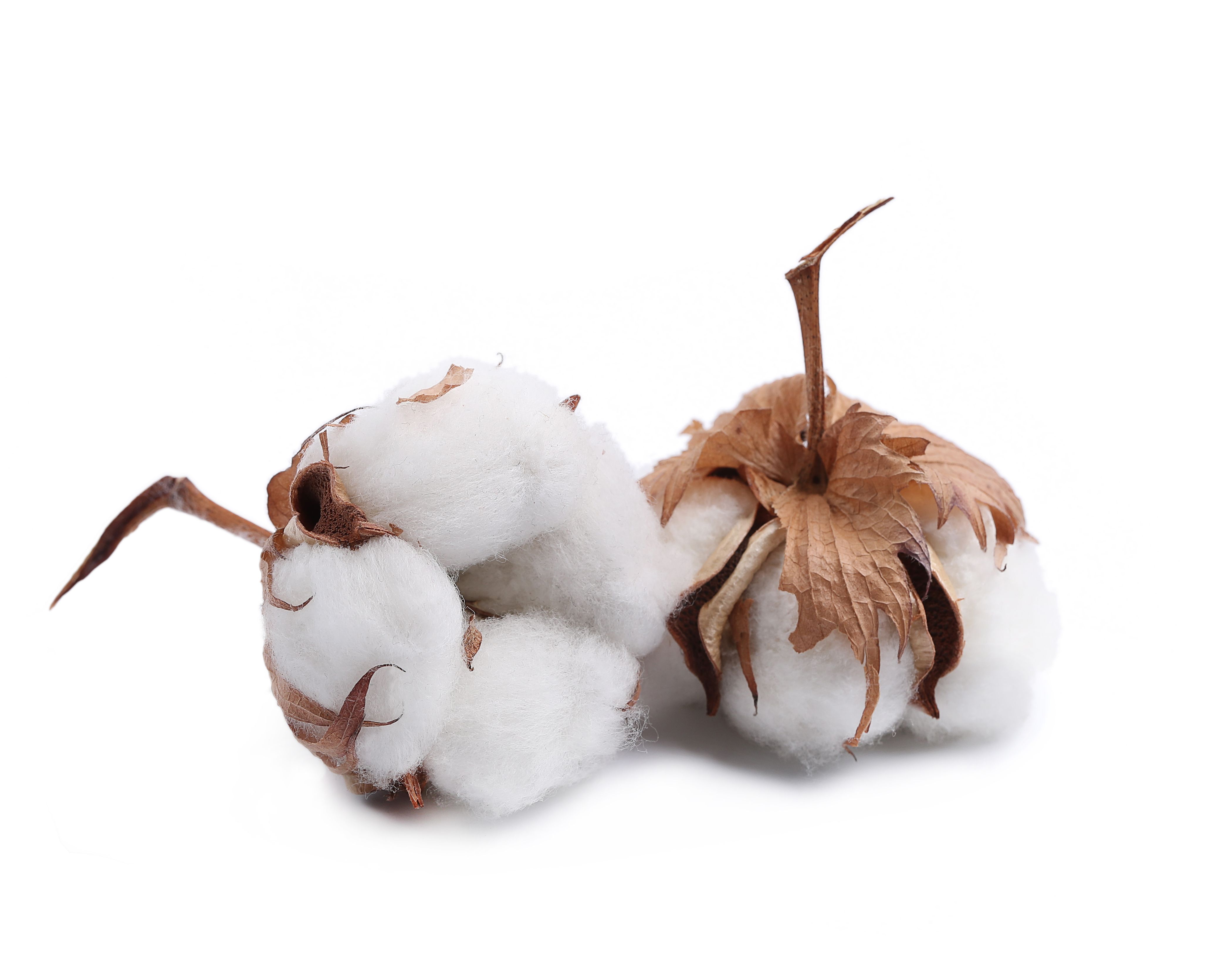 Pamut virág , természetes alapanyag 