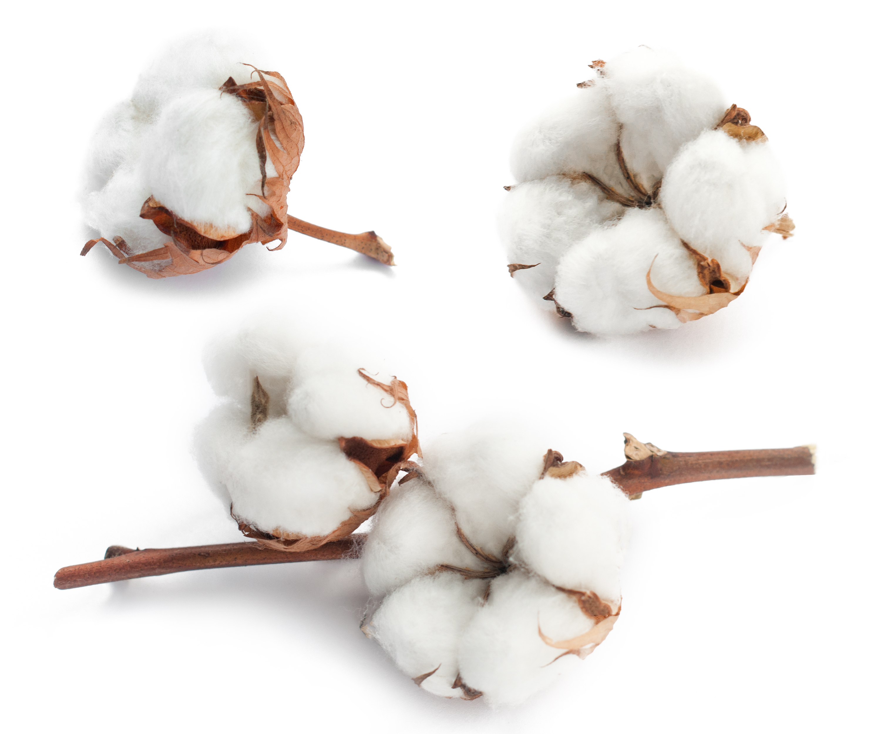 Pamut természetes alapanyag 