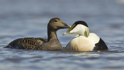 Eider duck